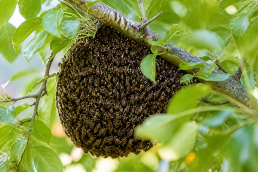 Essaims d’abeilles à Lyon et autour de Lyon