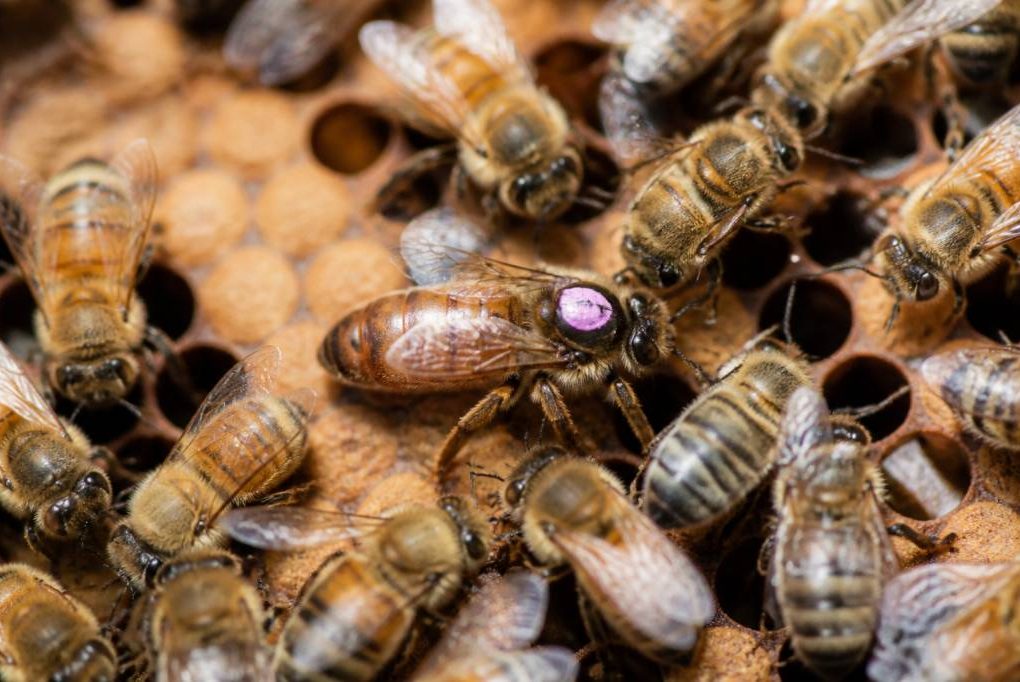 Reine abeille : rôle, importance et conseils d’un apiculteur à Lyon