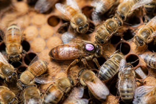 Reine abeille : rôle, importance et conseils d’un apiculteur à Lyon