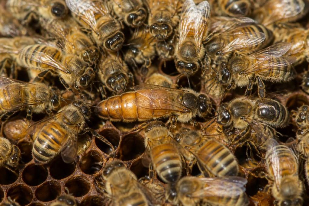 Reines abeille : rôle, identification et importance dans la ruche