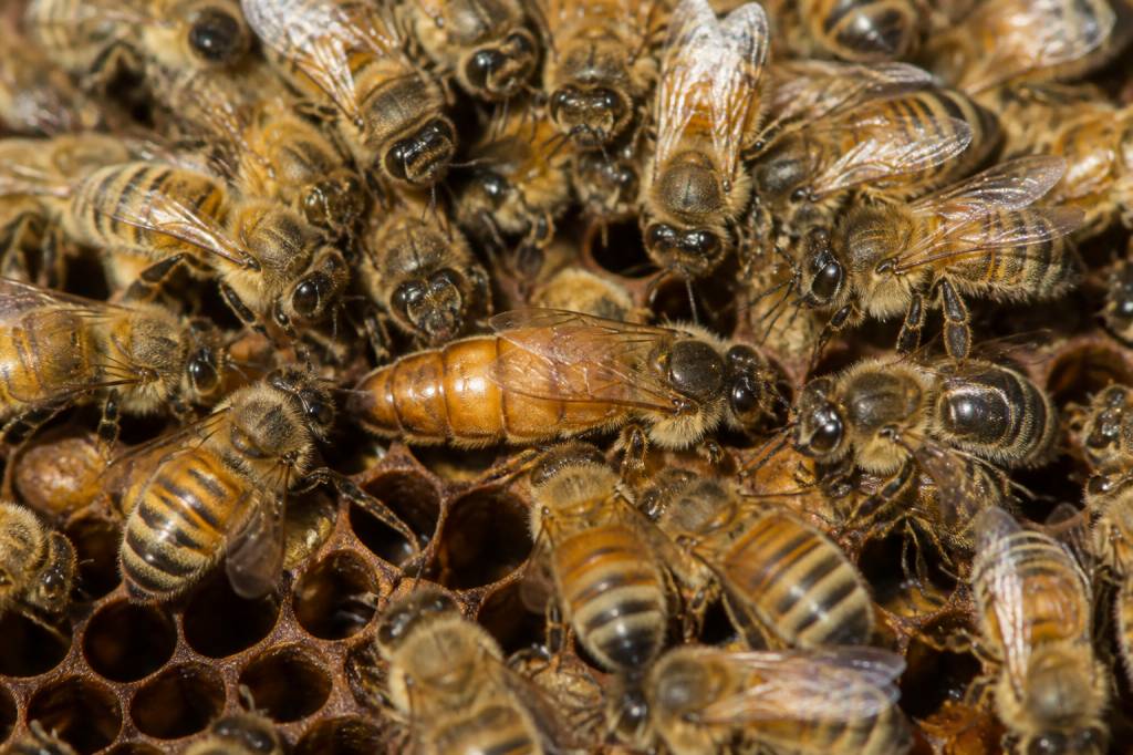 Reines abeille : rôle, identification et importance dans la ruche