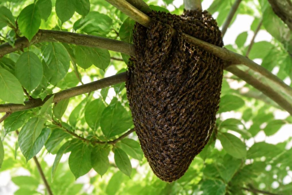 Essaim d abeille à Lyon : que faire et qui appeler