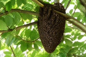 Essaim d abeille à Lyon : que faire et qui appeler