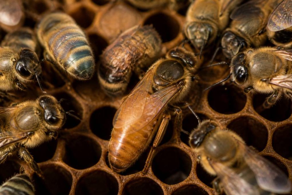 Prix reine abeille : tarifs et conseils pour bien choisir