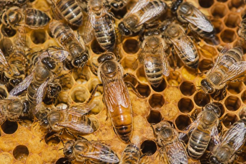 Reines des abeilles : rôle, naissance et importance dans la colonie