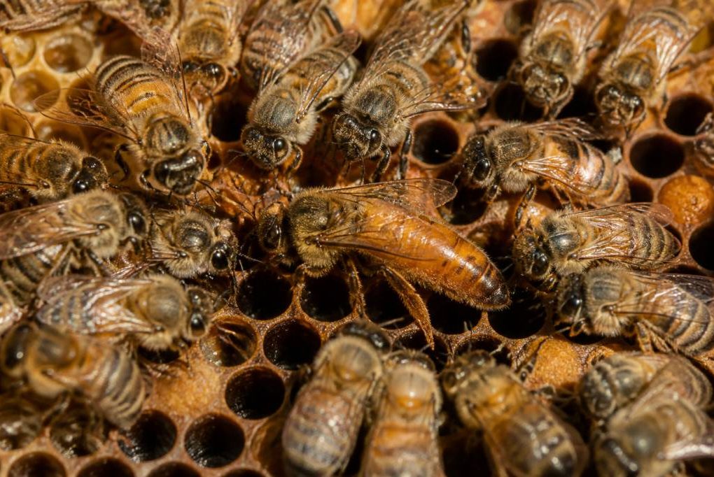 Abeilles reines : rôle et importance dans la colonie