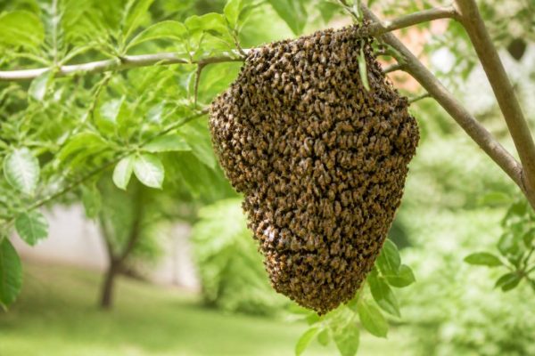 Abeilles reine : que faire en cas d’essaim dans votre jardin à Lyon ?
