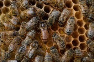 Reine des abeilles : rôle, naissance et importance dans la colonie
