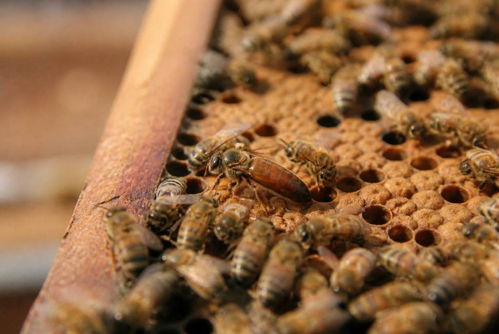 Achat reine abeille fécondée : comment bien la choisir pour son élevage apicole