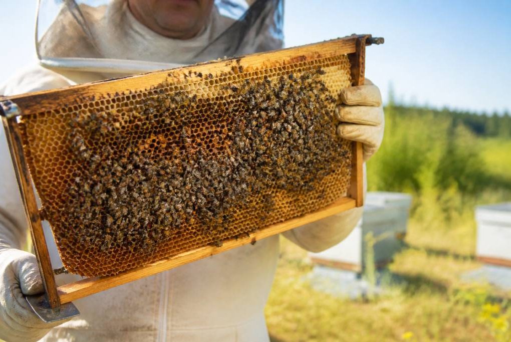 Calendrier miellée à Lyon : les périodes de récolte du miel chez l’apiculteur