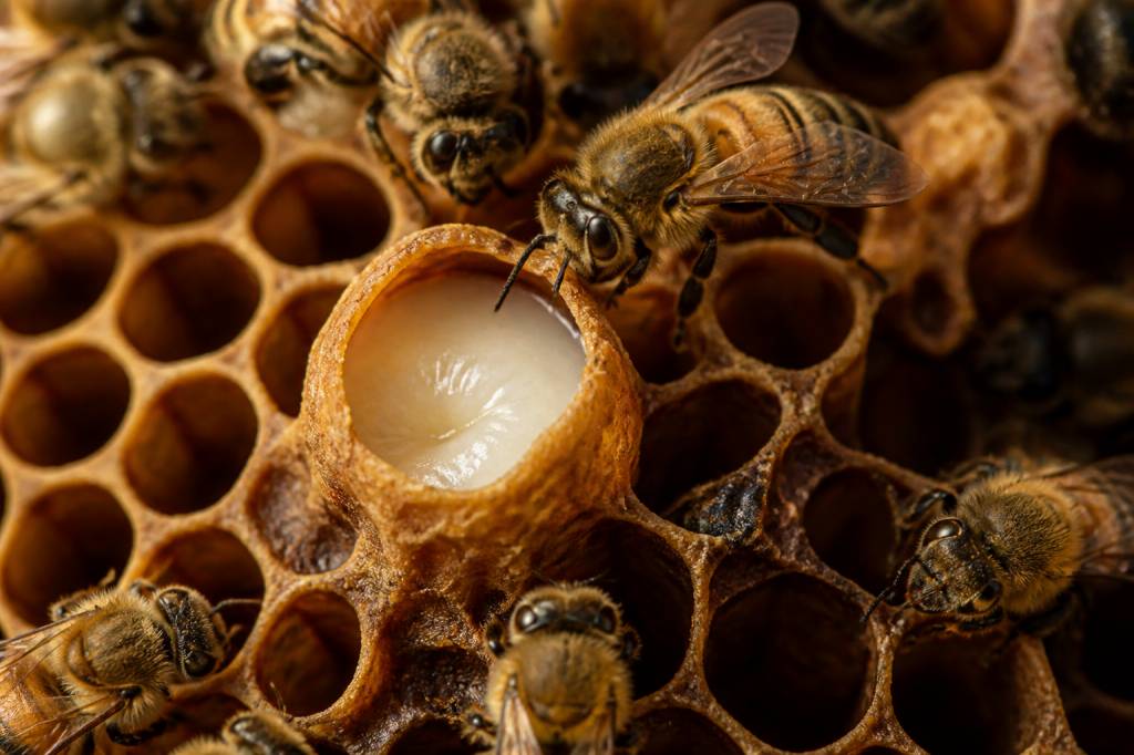 Cellule royale : rôle et importance dans la vie de la colonie d’abeilles