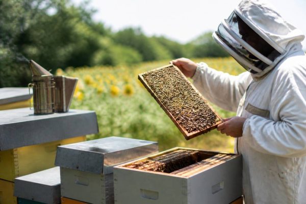 Calendrier apicole : les travaux essentiels au fil des saisons