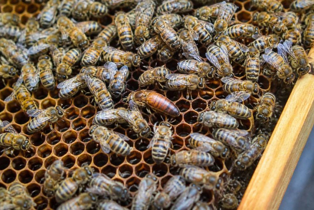 Prix d’une reine abeille : tarifs et conseils d’achat