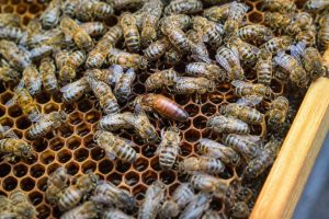 Prix d’une reine abeille : tarifs et conseils d’achat