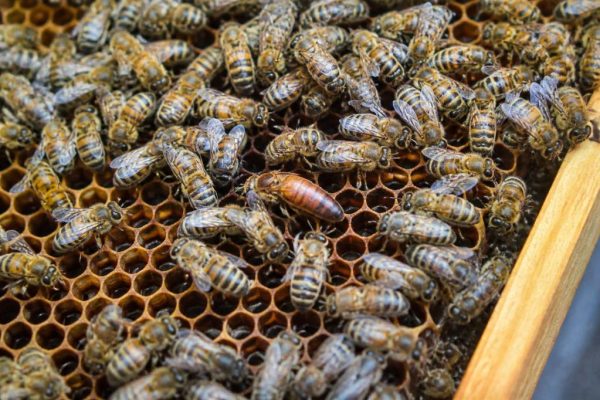 Prix d’une reine abeille : tarifs et conseils d’achat