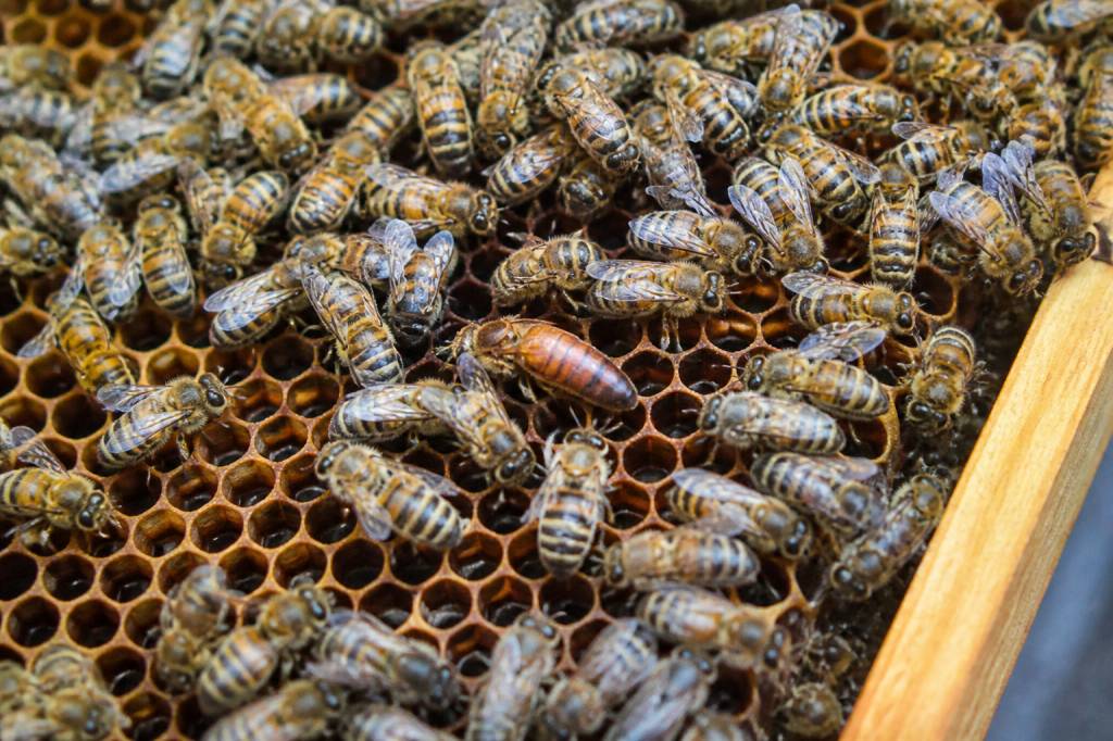 Prix d’une reine abeille : tarifs et conseils d’achat