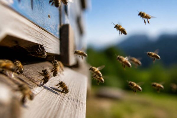 Abeilles types : reconnaître les différentes espèces autour de Lyon