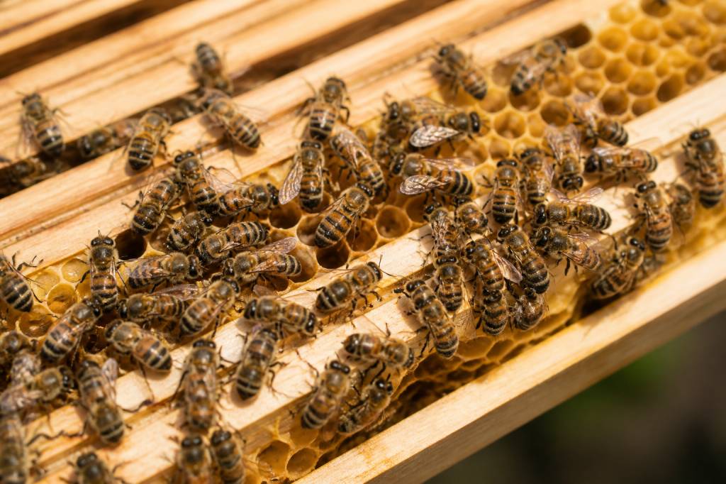 Race d’abeille : quelles sont les principales races d’abeilles ?