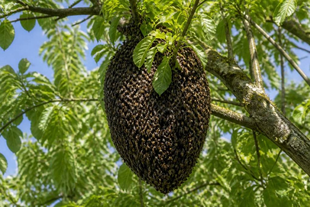 Essaim d'abeille vide : que faire et qui appeler à lyon ?