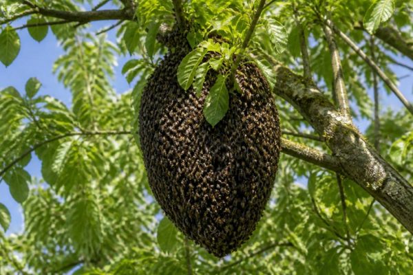 Essaim d'abeille vide : que faire et qui appeler à lyon ?