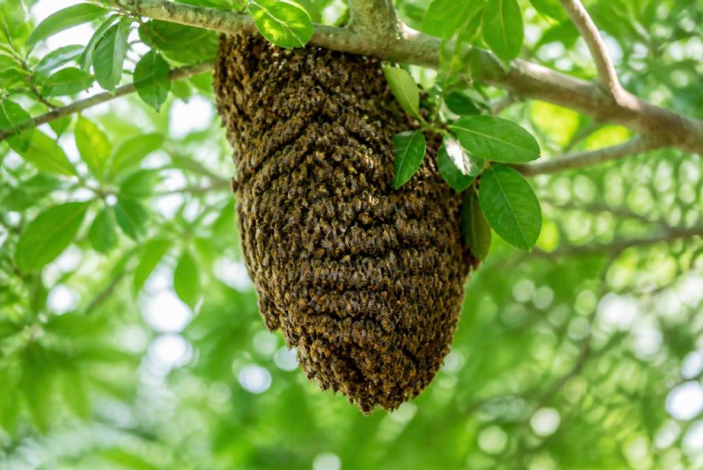 Apiculteur en Essonne : intervention gratuite pour récupérer un essaim d’abeilles