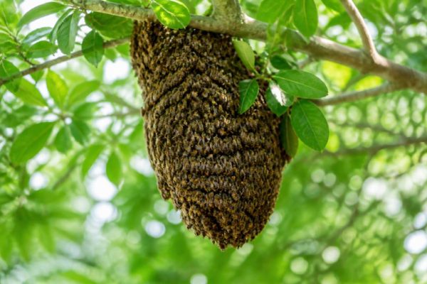 Apiculteur en Essonne : intervention gratuite pour récupérer un essaim d’abeilles