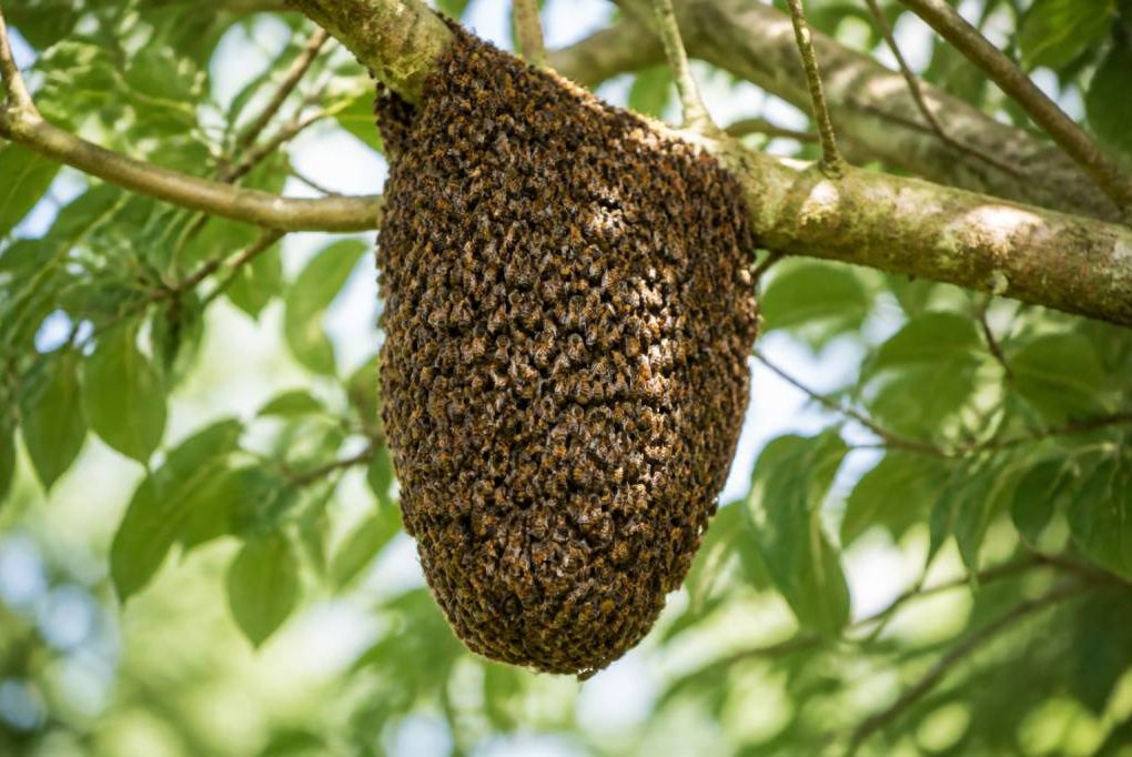 Récupérer un essaim d’abeilles à Lyon gratuitement