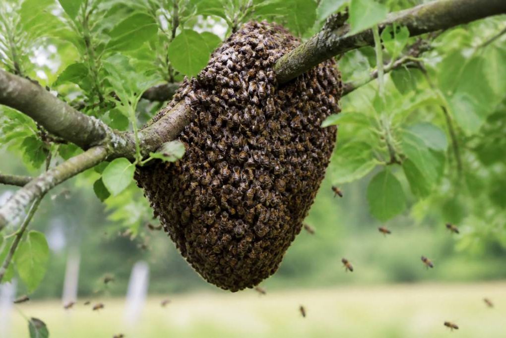 Prix essaim abeille : combien coûte un essaim à Lyon ?