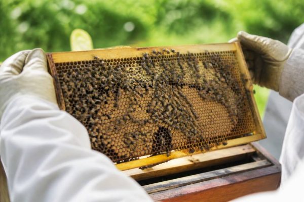 Reine inséminée : expertise et conseils d’un apiculteur à Lyon
